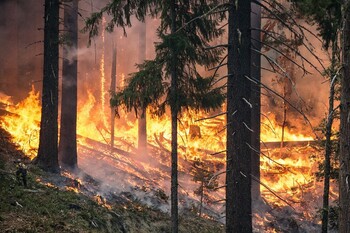 Грузия страдает от лесных пожаров 